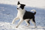 Border_Collie10921.JPG