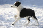 Border_Collie10945.JPG