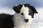 Border_Collie10986.JPG