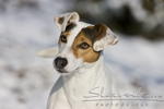 Jack_Russel10952.JPG