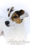 Jack_Russel10963.JPG