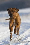 Rhodesian_Ridgeback10918.JPG