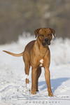 Rhodesian_Ridgeback10928.JPG