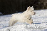 West_Highland_Terrier1095.JPG