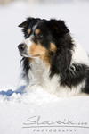 Australian_Shepherd_Schnee20920.JPG