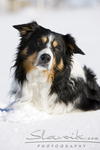 Australian_Shepherd_Schnee20921.JPG